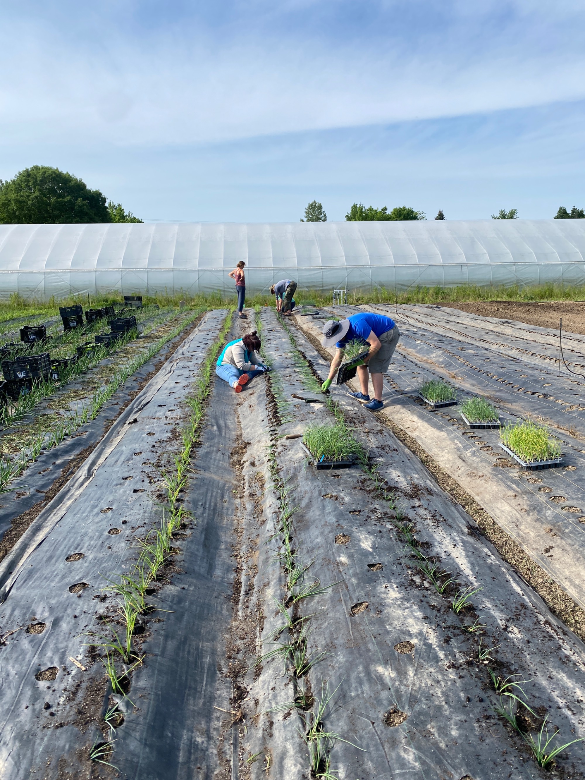 Laker Food Co. Staff volunteering on GVSU SAP farm